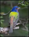 _B211195 painted bunting